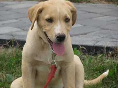 Show off your furbabies!