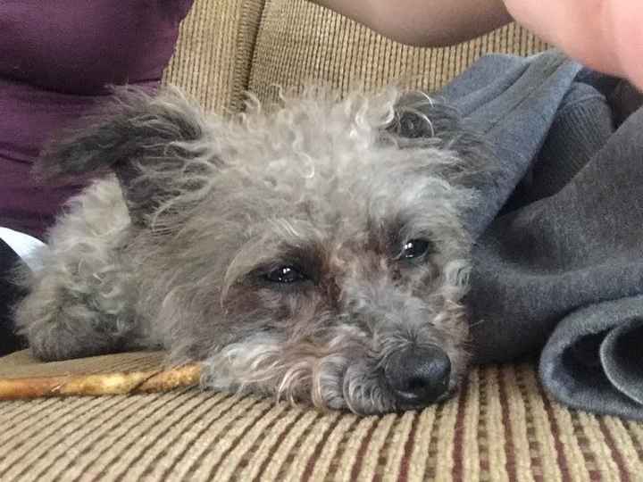 NWR: it's my dogs birthday!