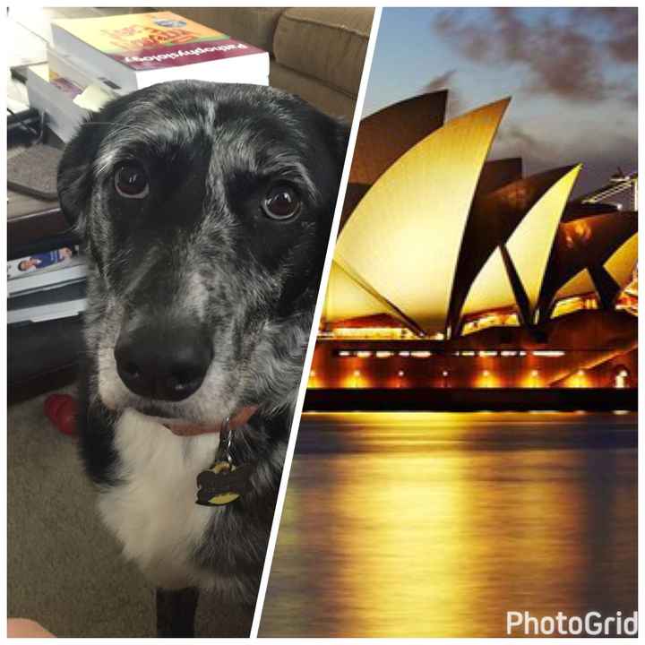 NWR: Pet Owners...Can we play a fun game? :D