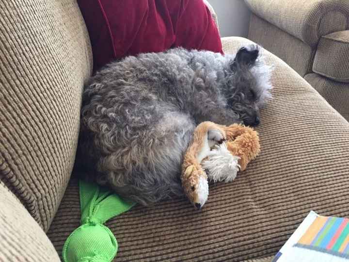 Show me your fur babies!