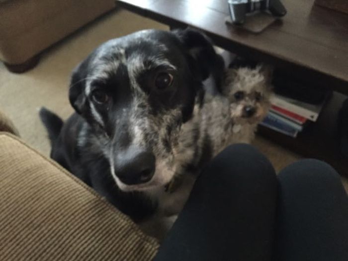 Fur baby