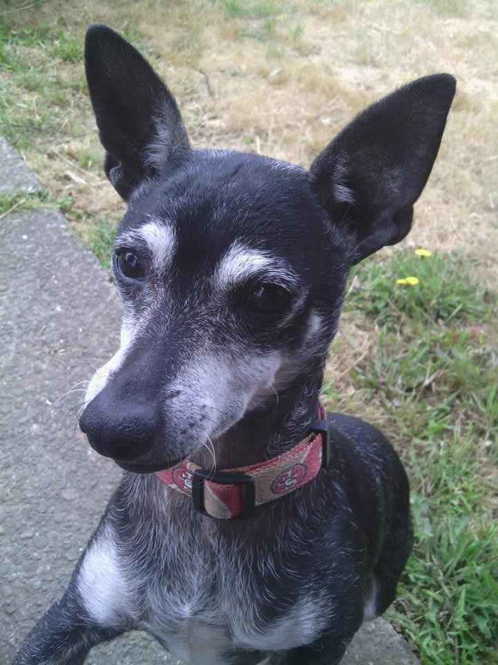 Dogs in the wedding party
