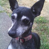 Dogs in the wedding party