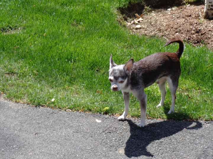 NWR: Lets See Your Fur Babies!