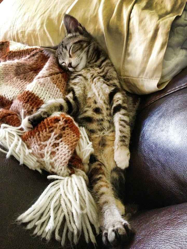 Since we are getting to know each other and everyone LOVES their fur babies!