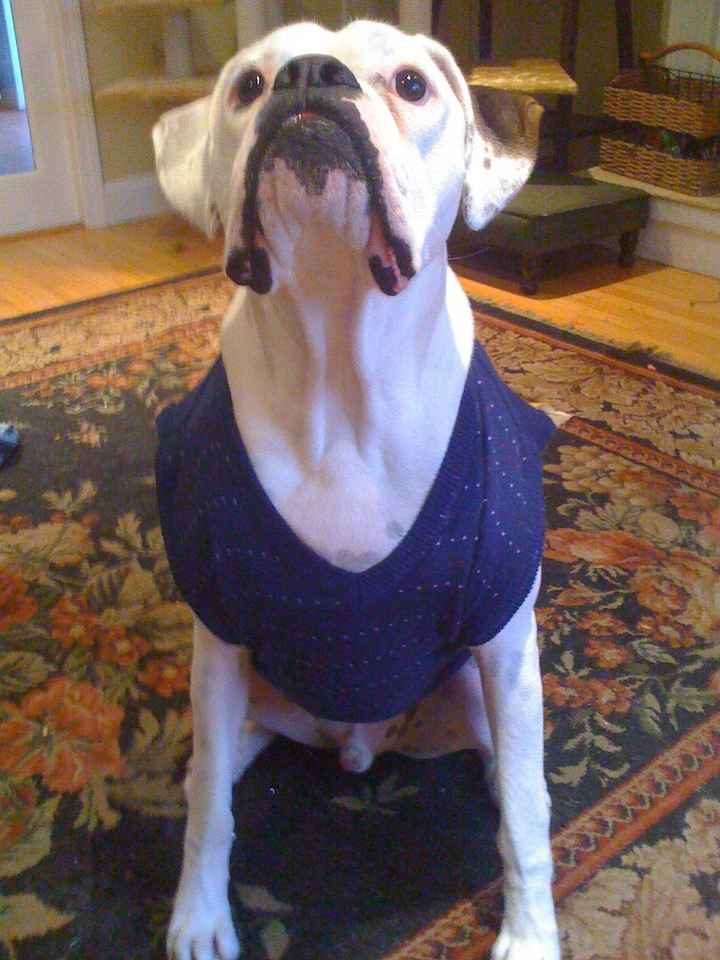 Since we are getting to know each other and everyone LOVES their fur babies!