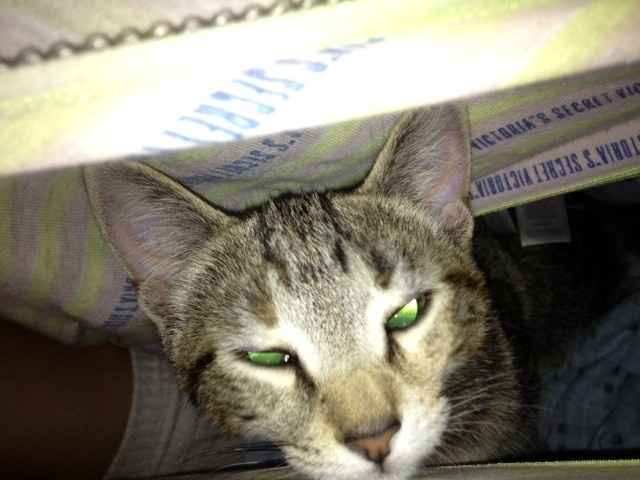 Weird animal behavior-NWR