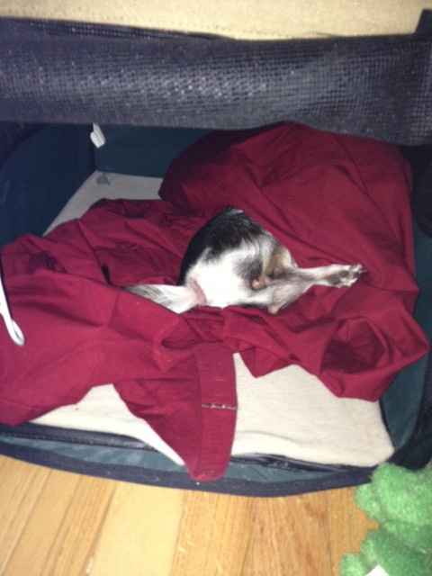 Weird animal behavior-NWR