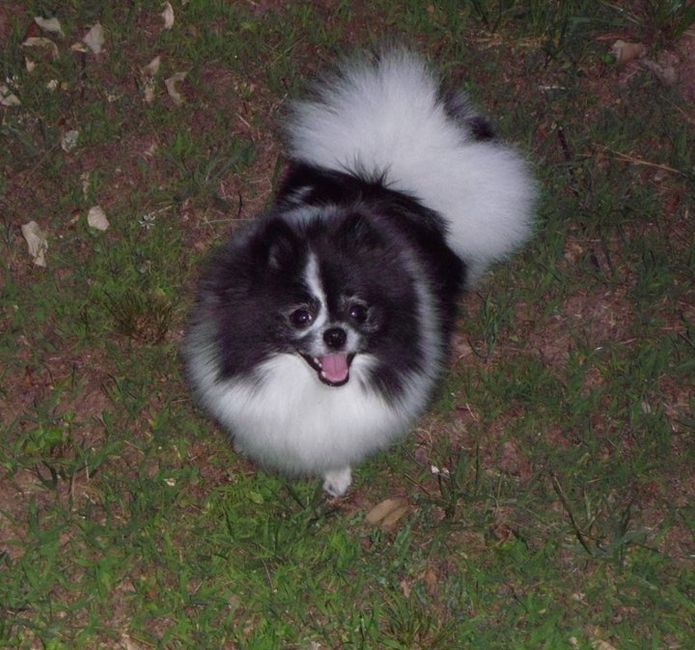 NWR- Might adopt a puppy *PIC*