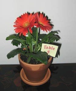 flowers or no flowers?