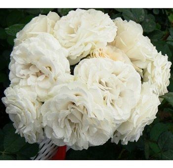 Any Winter Flower Ideas for my bouquet? I'm not in LOVE *pics*