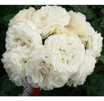 Any Winter Flower Ideas for my bouquet? I'm not in LOVE *pics*