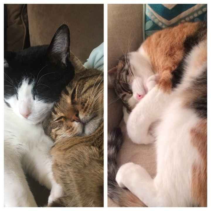 Nwr- show me your fur babies