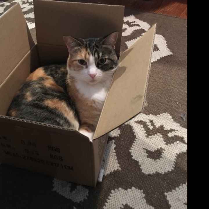 NWR: Show me your fur babies