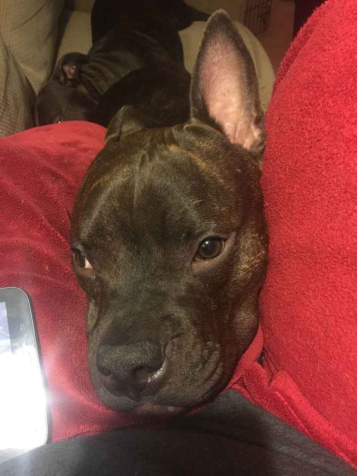 NWR:  Show me your fur babies!