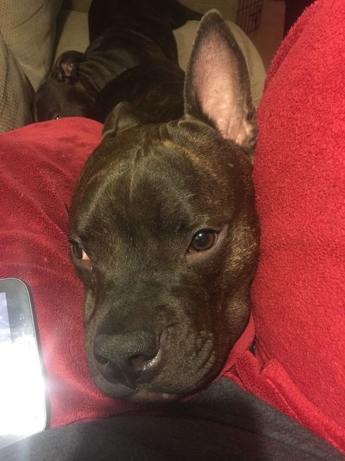 NWR:  Show me your fur babies!