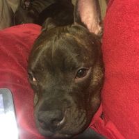 NWR:  Show me your fur babies!