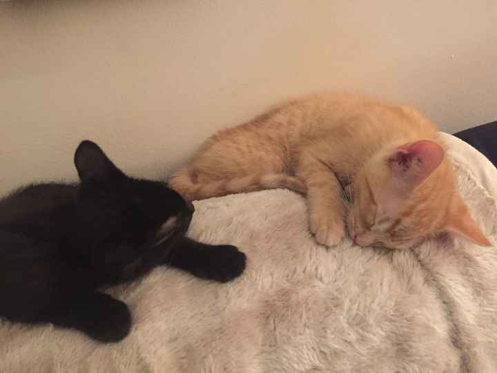 NWR- FH found TEENY KITTEN!!