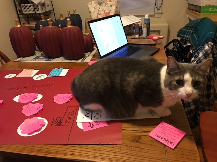 Animal Assistance :d - 1