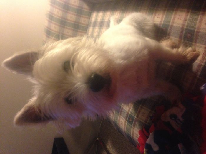 Show off your fur babies!
