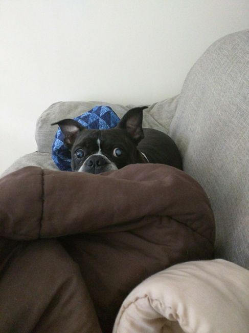 NWR: National Dog Day!