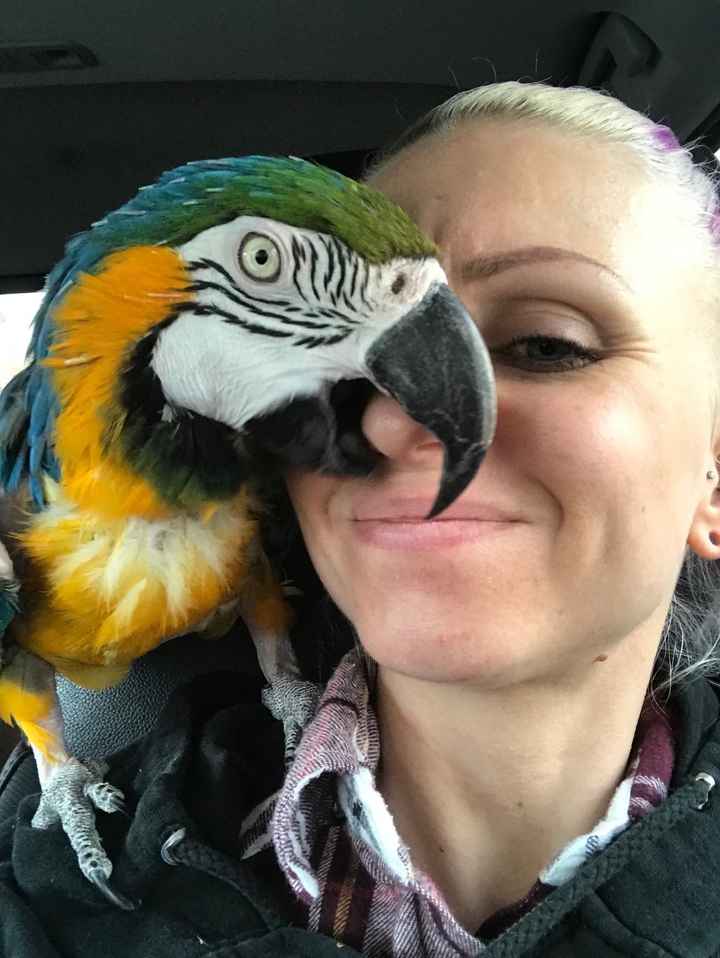 Taking my macaw for a drive