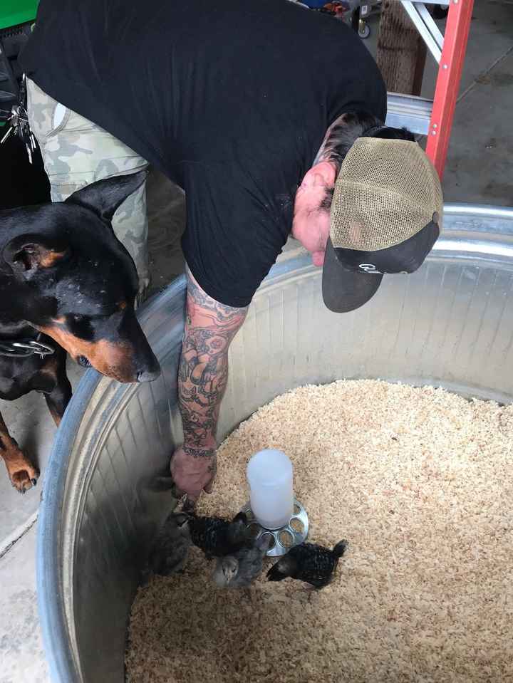 FH petting our new baby chicks