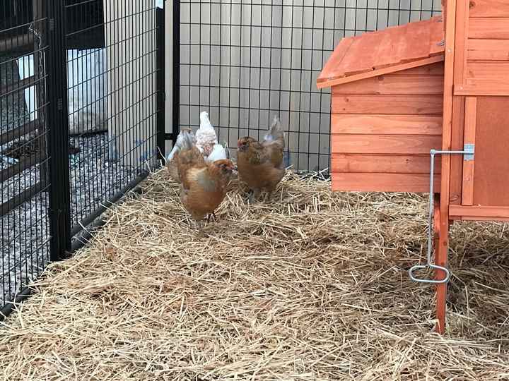 Our chickens El Pollo Loco, Poached, Scrambled, and Benedict