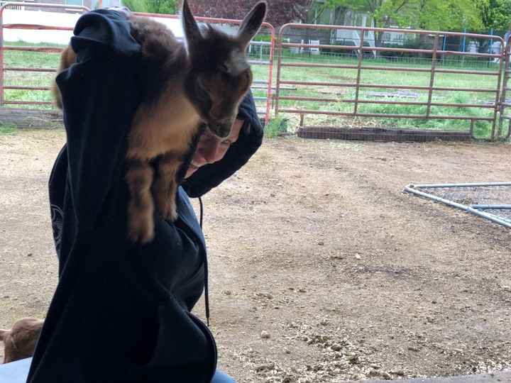 Jezebel after she jumped on my shoulder 