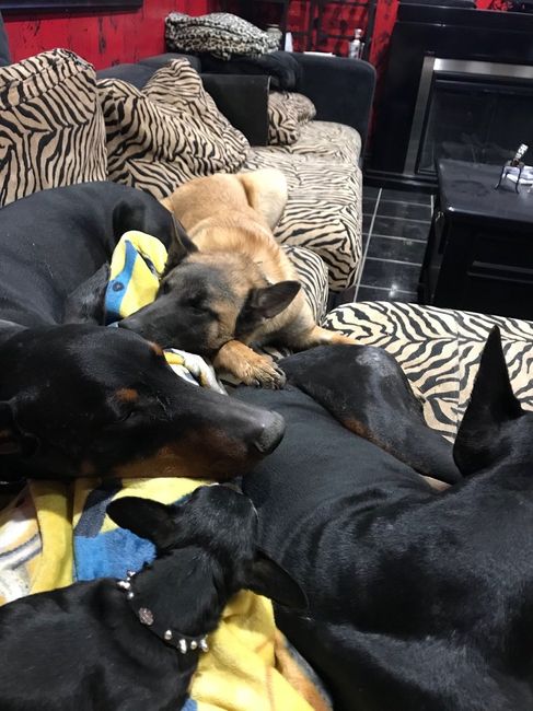 My 4 dogs piled on my lap