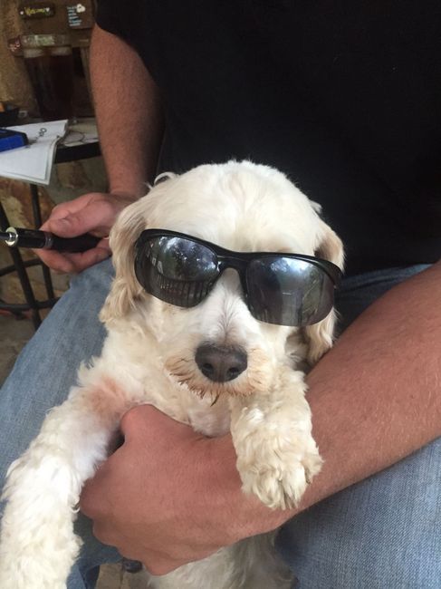 Doggy ring bearer