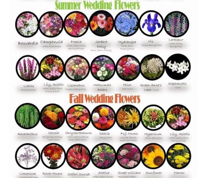 In Season Flowers for September
