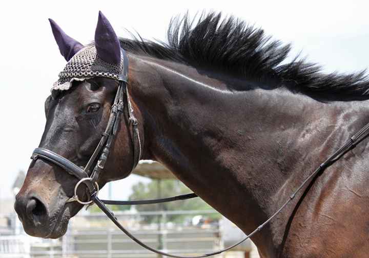 Let me see those fur babies!