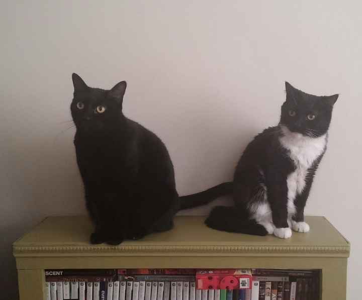 NWR: Our new kitties!