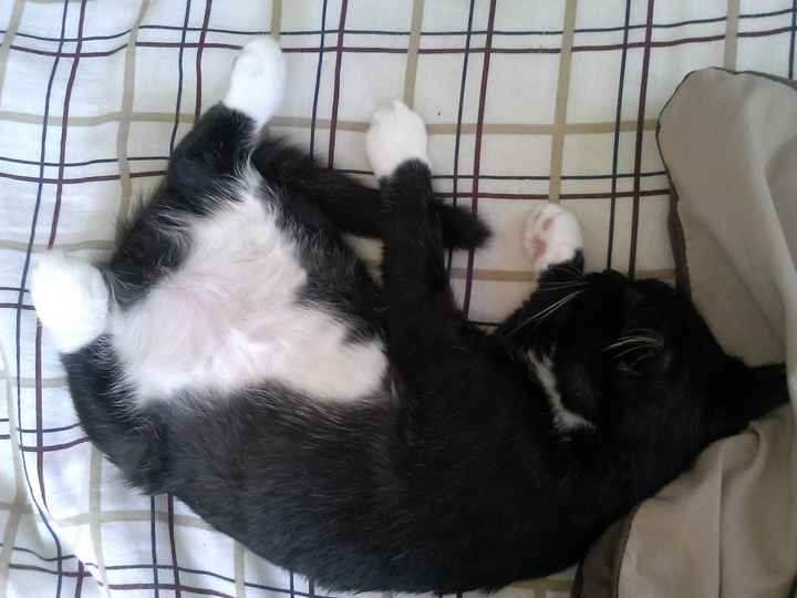 NWR: Our new kitties!