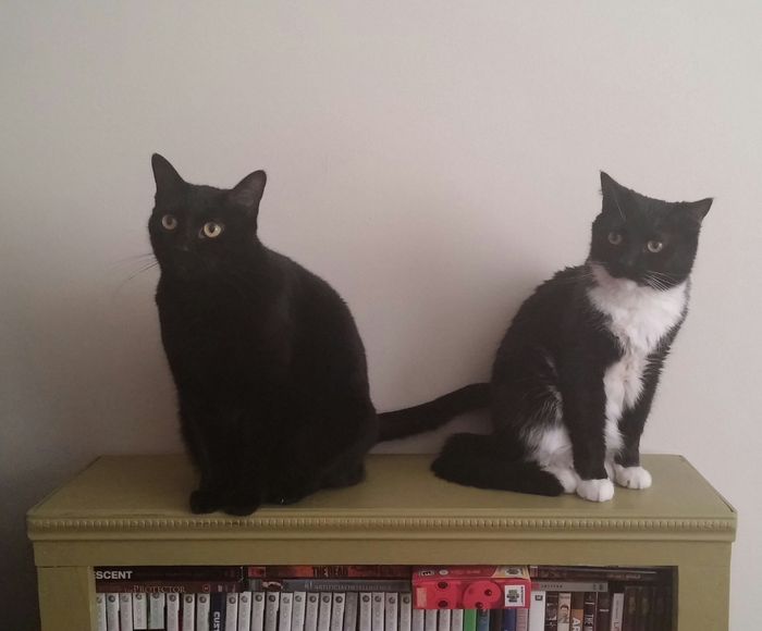 NWR: Our new kitties!