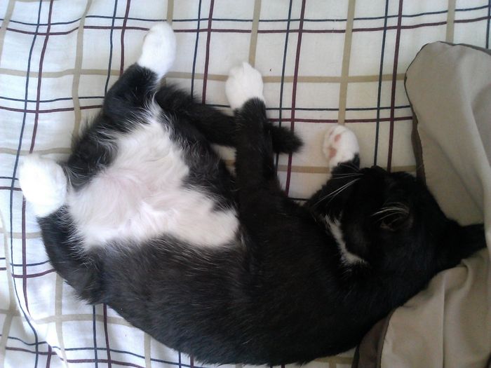 NWR: Our new kitties!