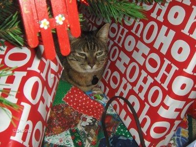 PR - Pet Related!