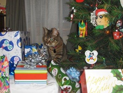 PR - Pet Related!