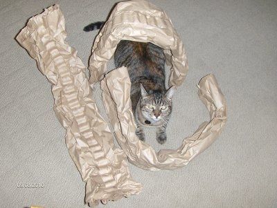 Furbabies!!! Lets show them off!
