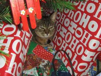 PR - Pet Related!