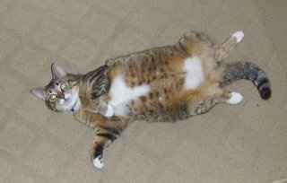 Furbabies!!! Lets show them off!