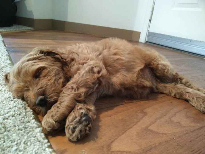 We got a fur child! PICS