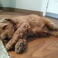 We got a fur child! PICS