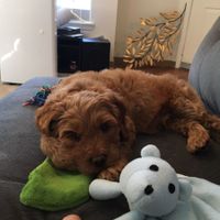 We got a fur child! PICS