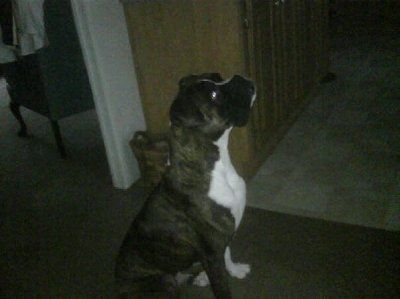 NWR - Furbabies :)