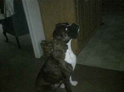 NWR - Furbabies :)