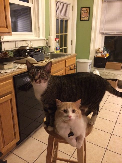 We havent had a pet post in a minute.