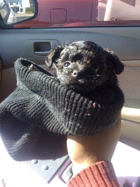 Keeping my mind of my wedding...Show me your dog:)!!**Pics