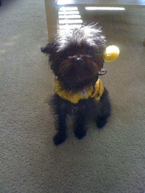 Keeping my mind of my wedding...Show me your dog:)!!**Pics